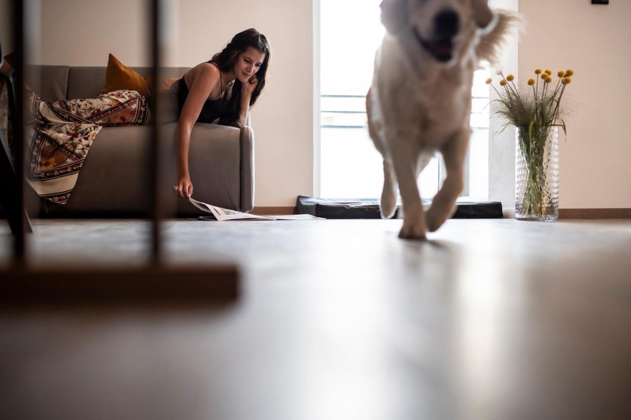 Sambucus -premium For And Your Dog Apartment