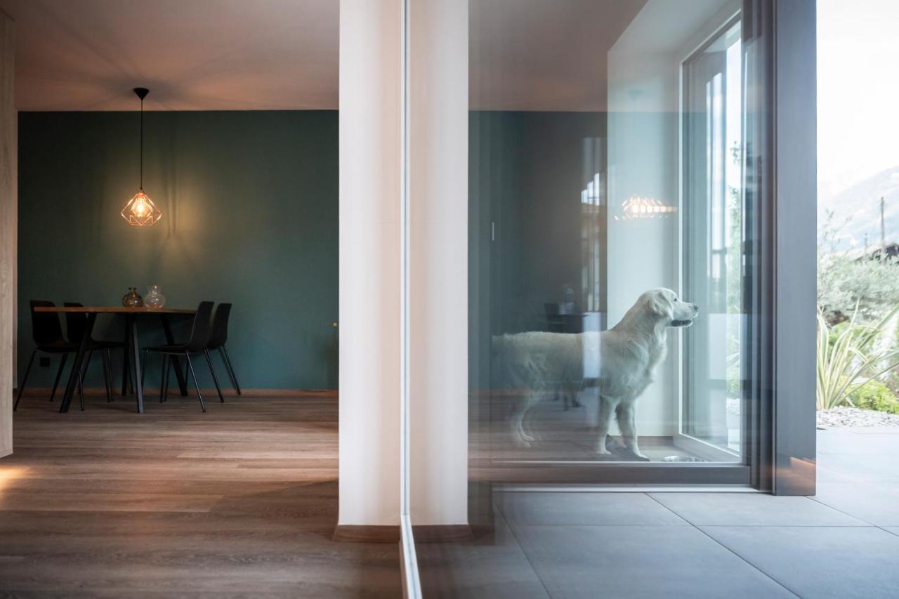 Sambucus -premium For And Your Dog Apartment *