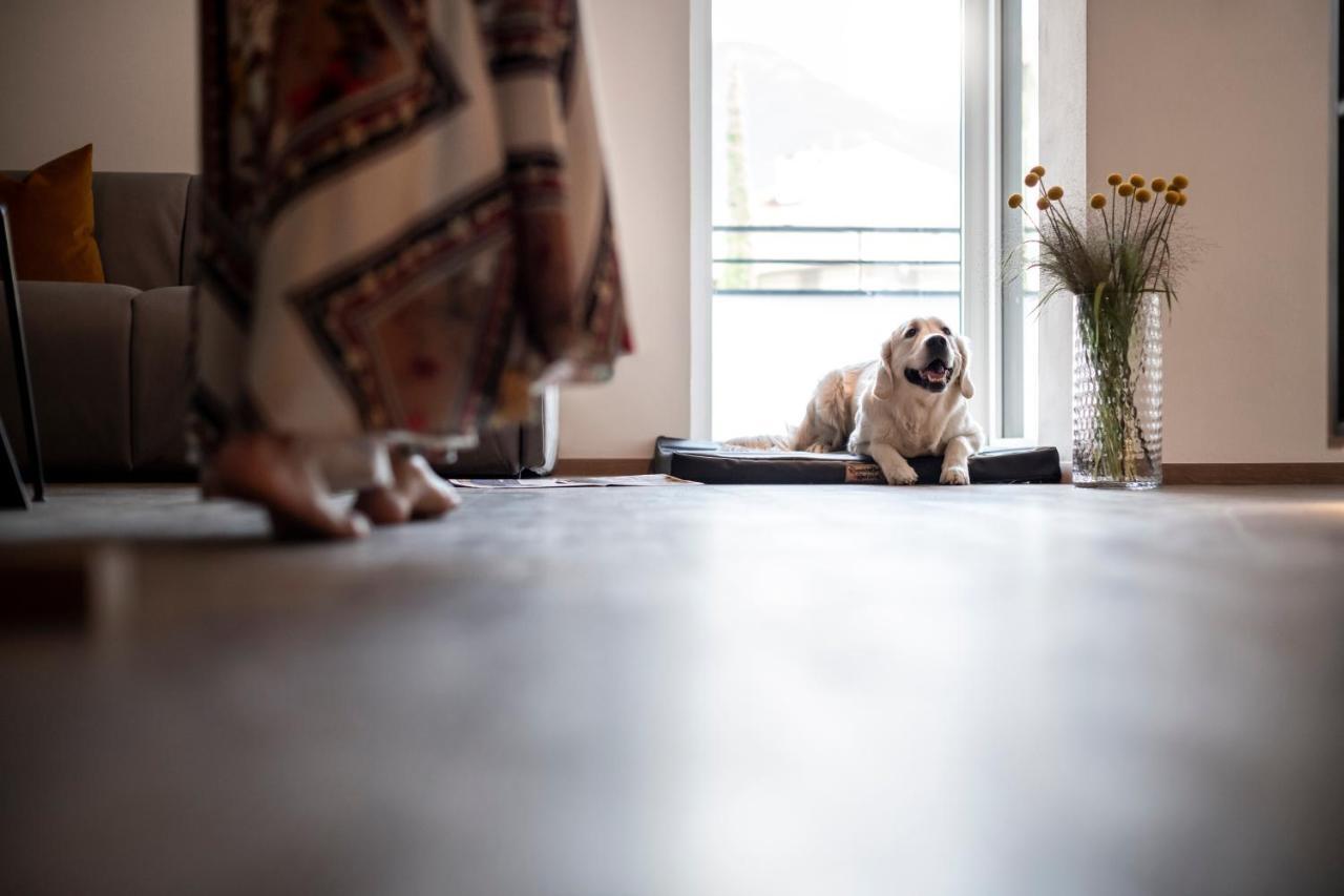 Sambucus -premium For And Your Dog Apartment *
