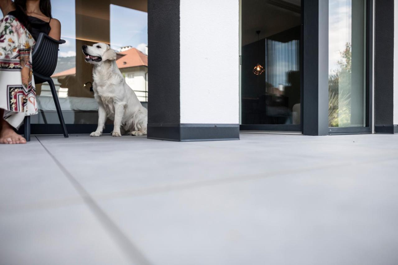 Sambucus -premium For And Your Dog